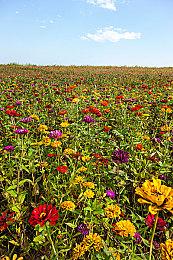 《真女神转生5》恶魔介绍：爱欲与战争之女神伊丝塔